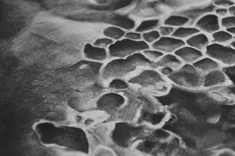 Colleen Maynard Bryozoan Detail Drawing