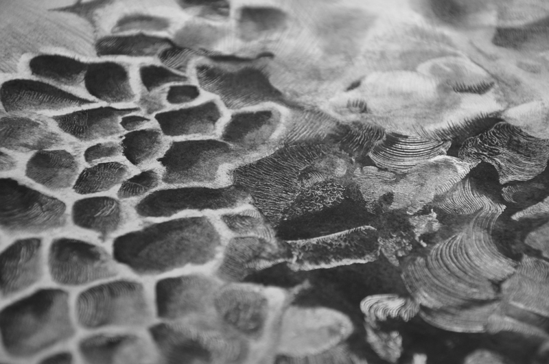Colleen Maynard Bryozoan Detail Drawing
